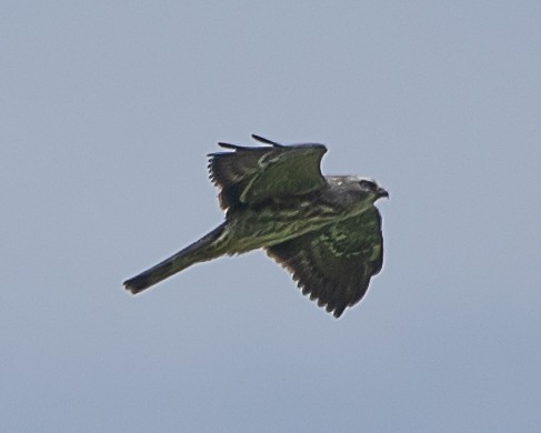 Дербник - ML646161533