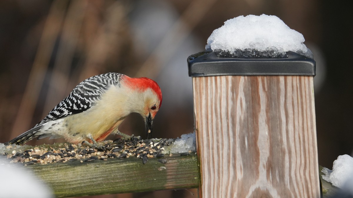 Каролинский дятел - ML646161534