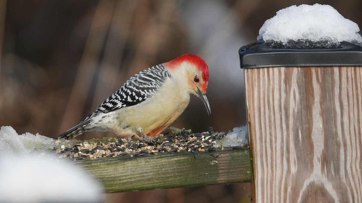 Каролинский дятел - ML646161535