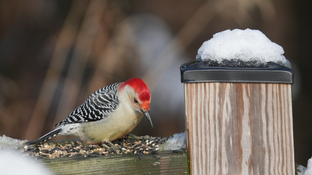 Каролинский дятел - ML646161536