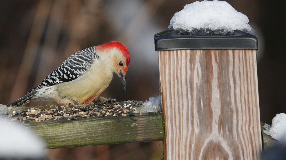 Каролинский дятел - ML646161537