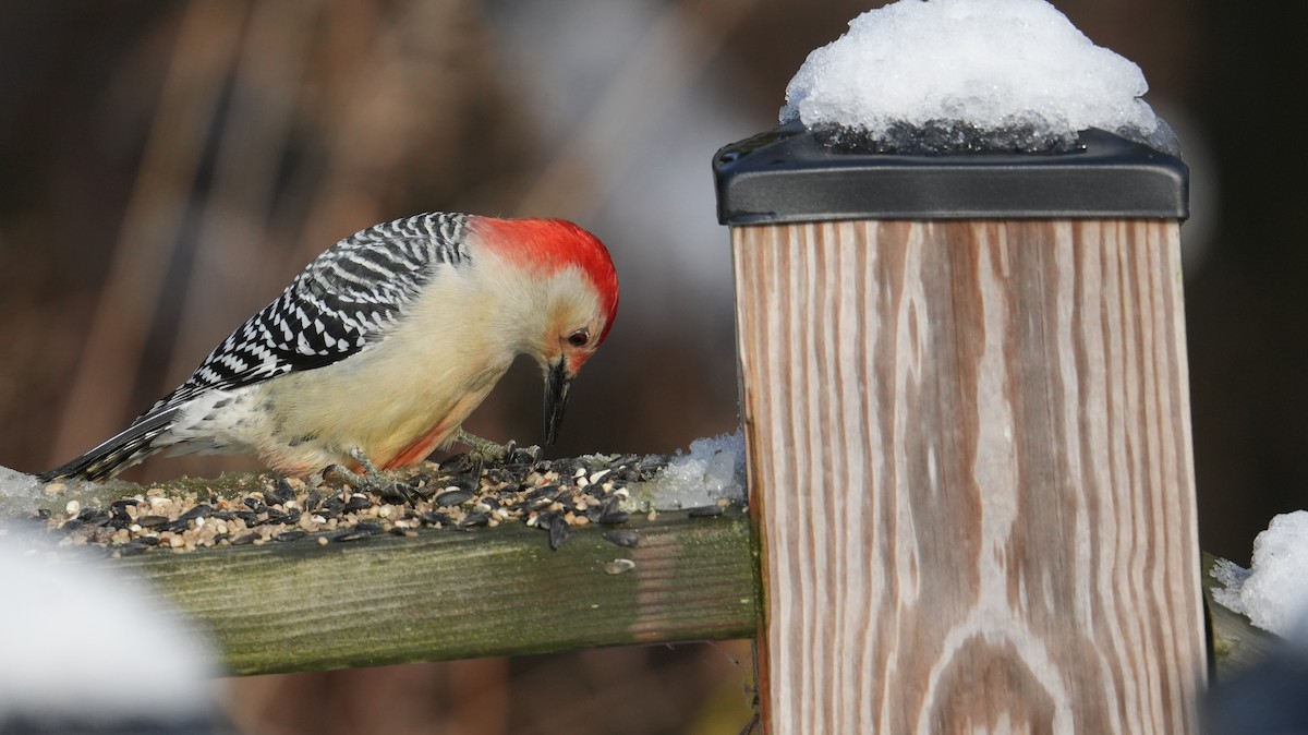 Каролинский дятел - ML646161538