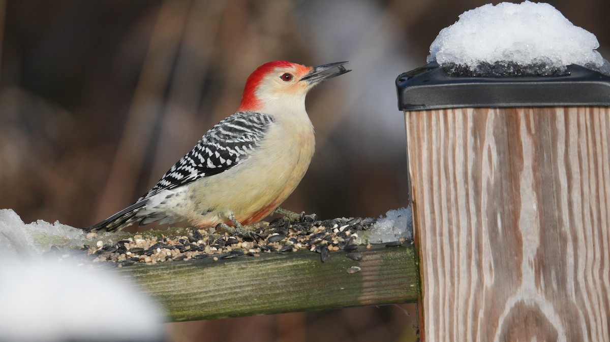 Каролинский дятел - ML646161539