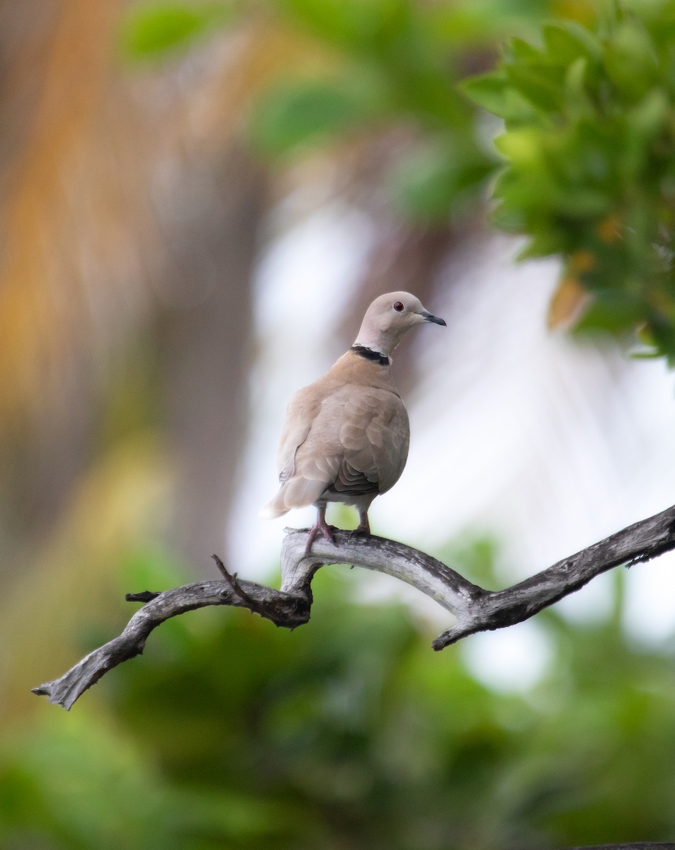 Кольчатая горлица - ML646161542