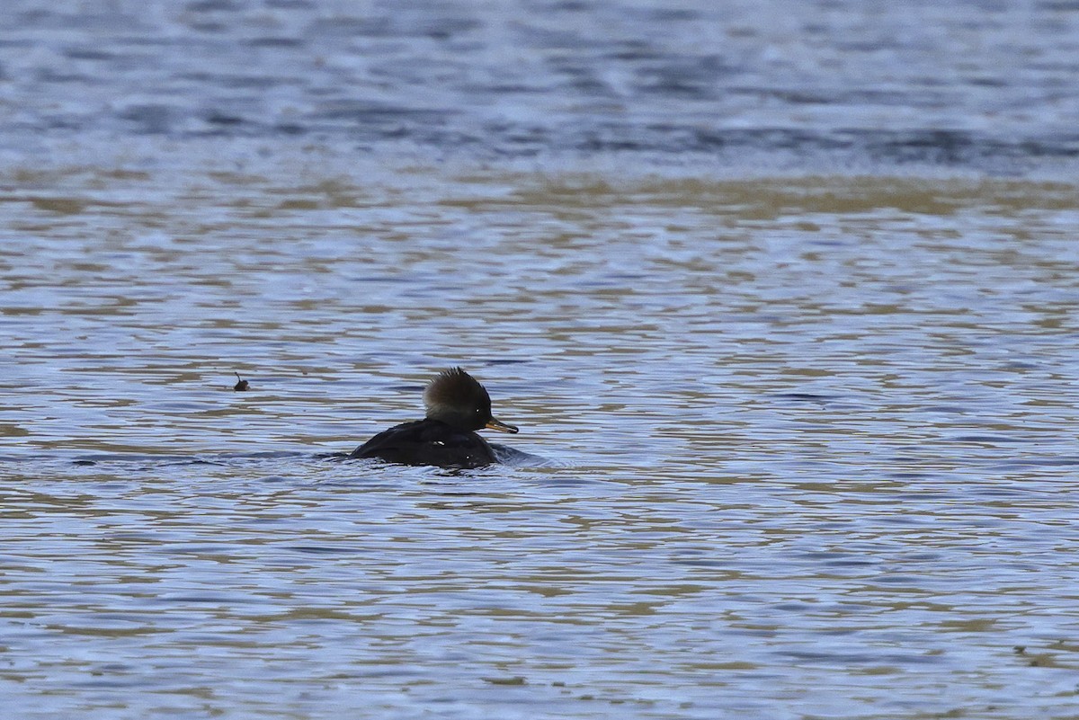 Капюшоновый крохаль - ML646161543