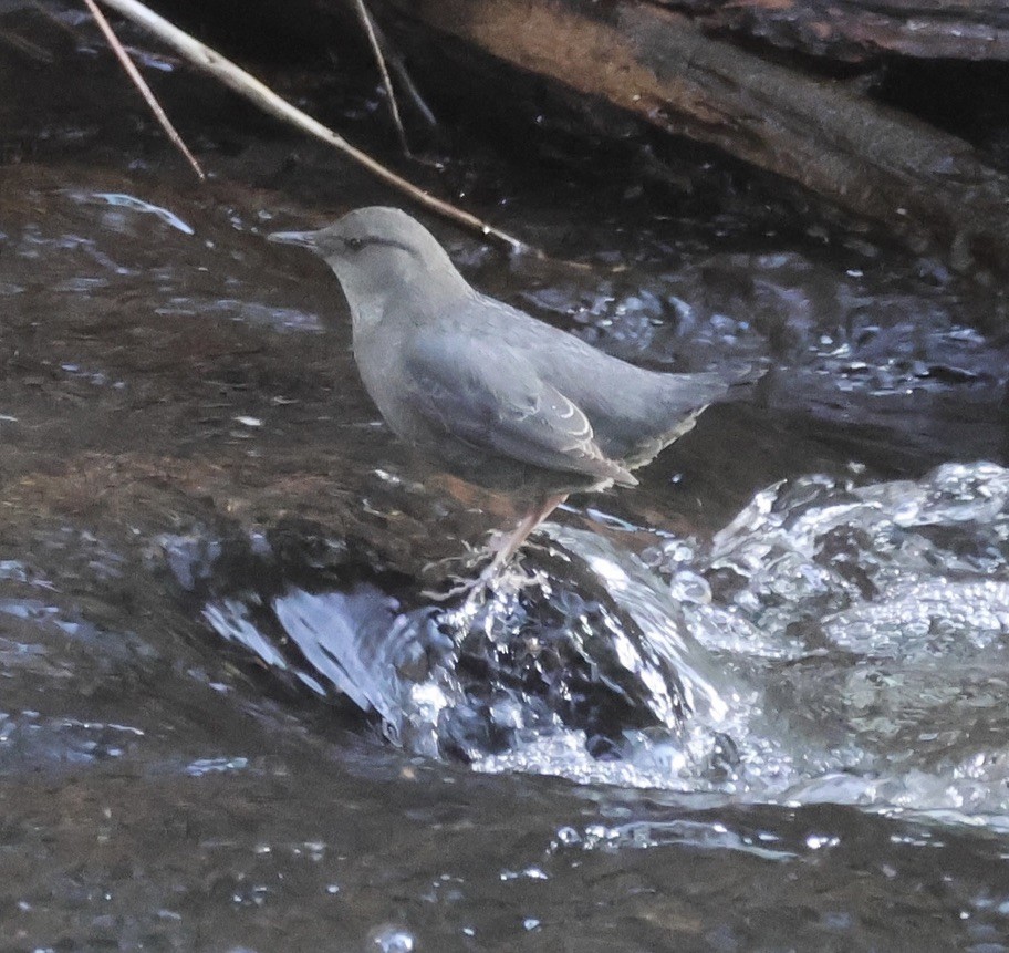 Серая оляпка - ML646161544