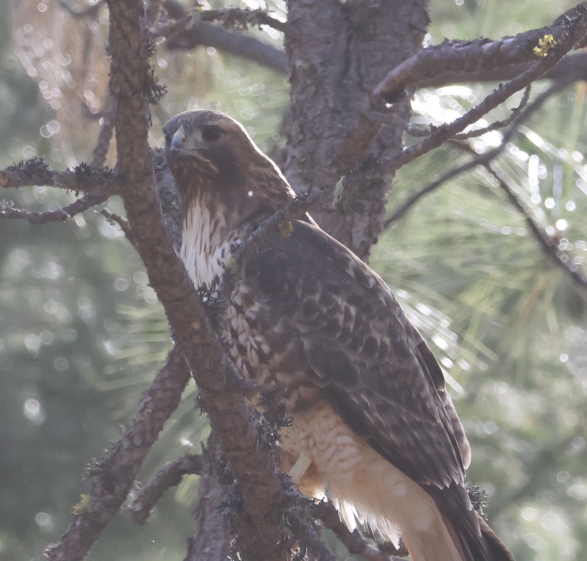 Red-tailed Hawk - ML646161549