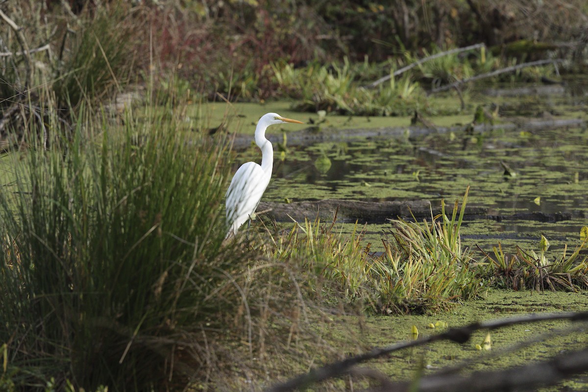 ダイサギ - ML646161554