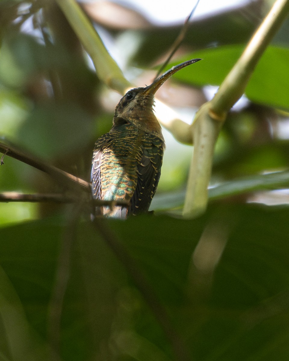 Краснохвостый колибри-отшельник - ML646161555