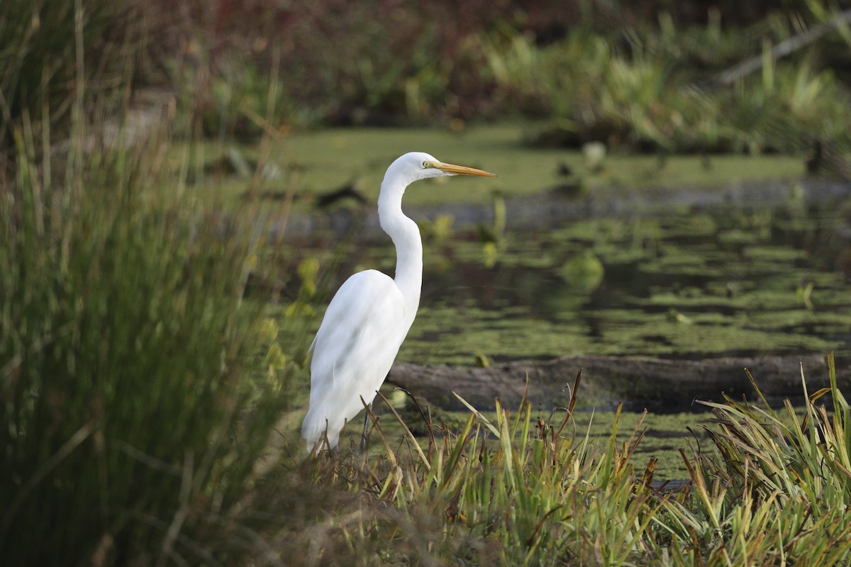 ダイサギ - ML646161557