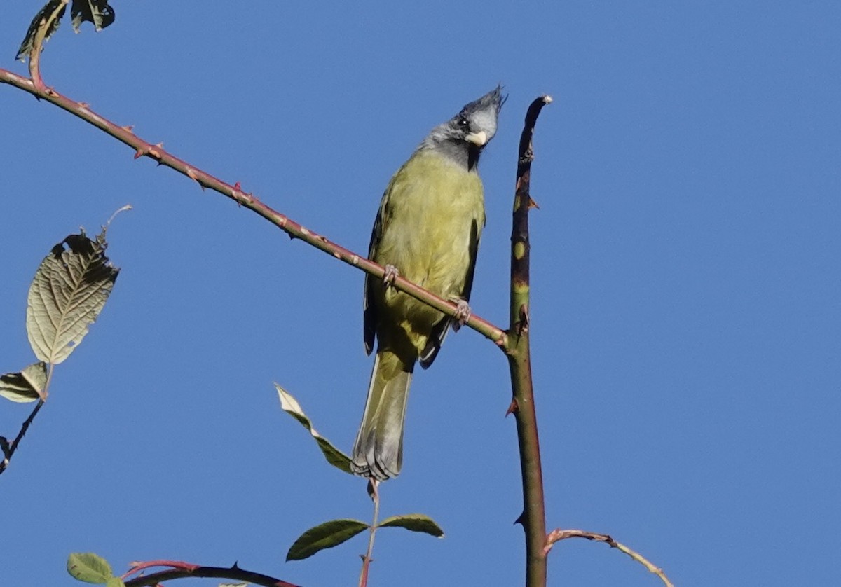 Crested Finchbill - ML646161565