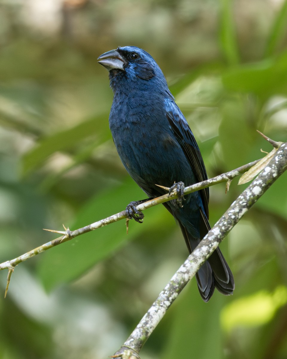 Ultramarine Grosbeak - ML646161570