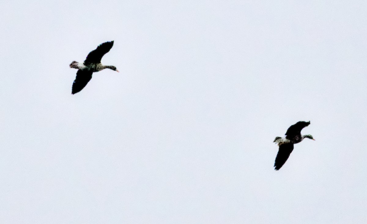 Greater White-fronted Goose - ML646161572