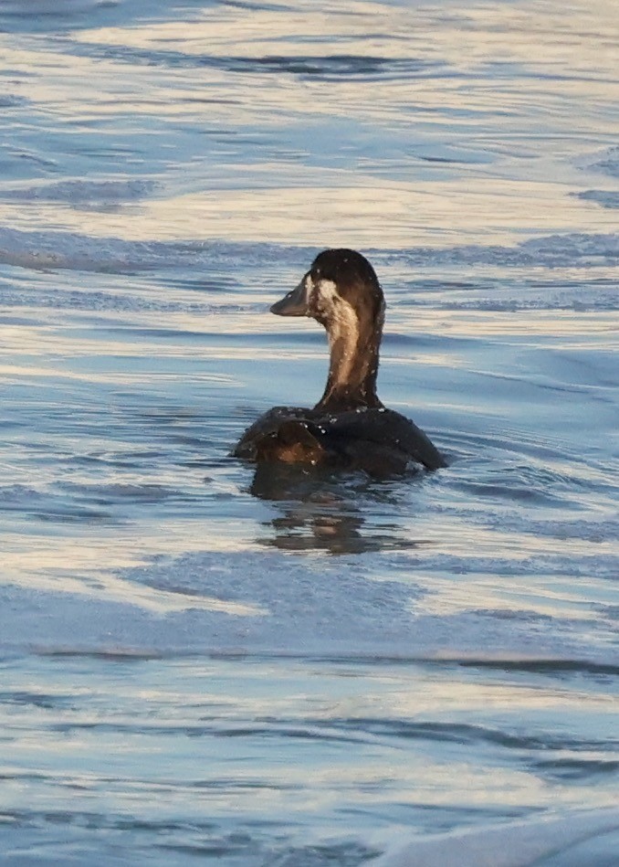 Surf Scoter - ML646161573