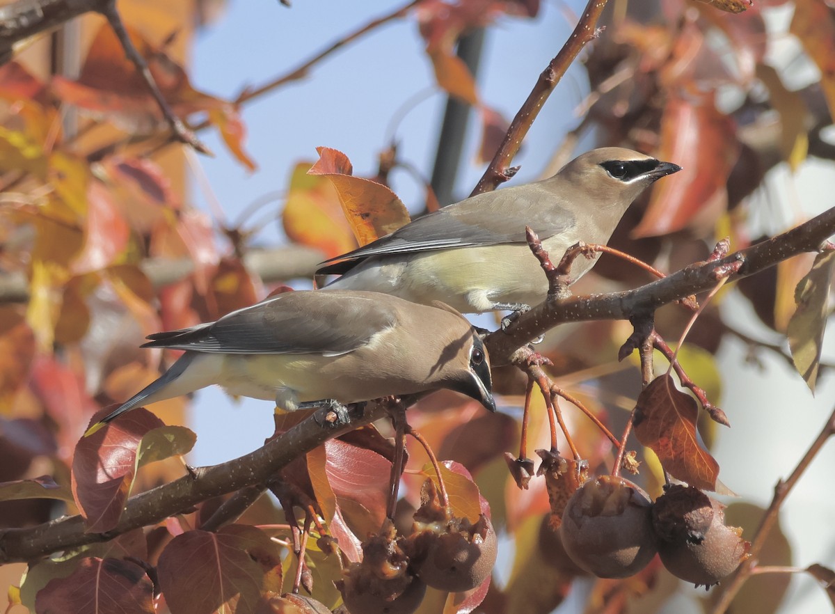 ヒメレンジャク - ML646161578