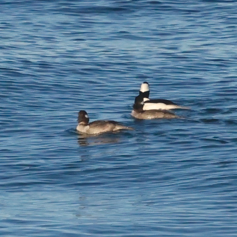 ヒメハジロ - ML646161582