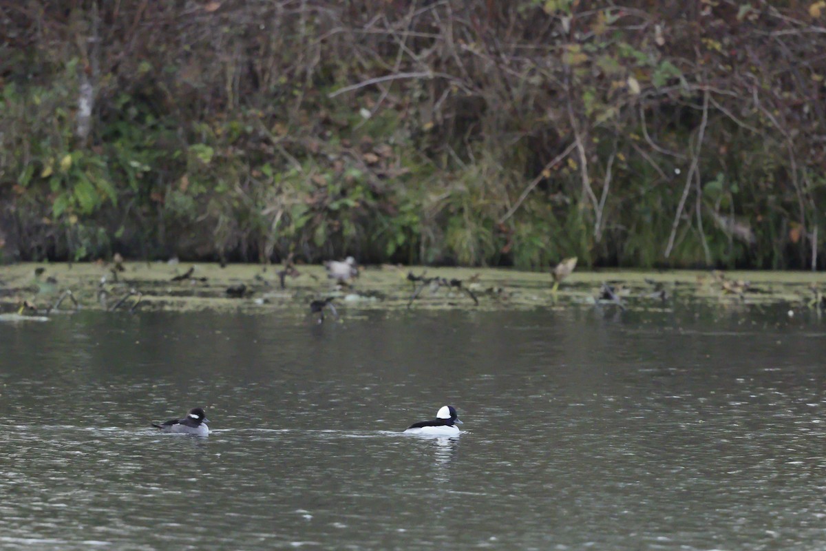 ヒメハジロ - ML646161583