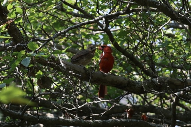 ショウジョウコウカンチョウ - ML646161584