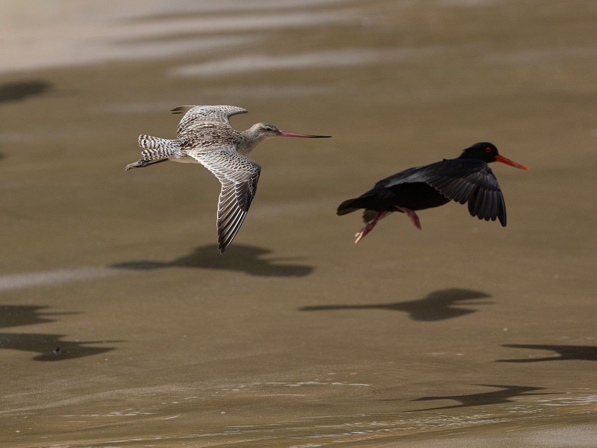 オオソリハシシギ - ML646161585