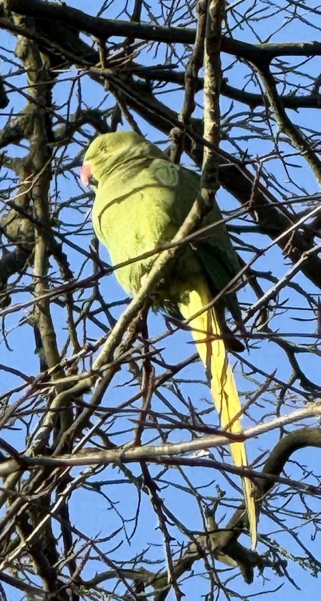 ホンセイインコ - ML646161588