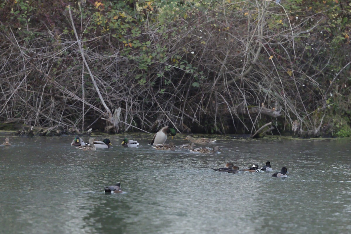 オウギアイサ - ML646161592