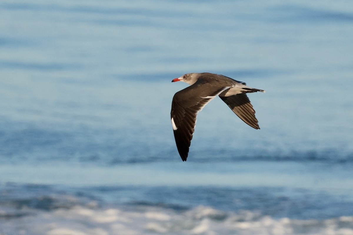 オグロカモメ - ML646161593