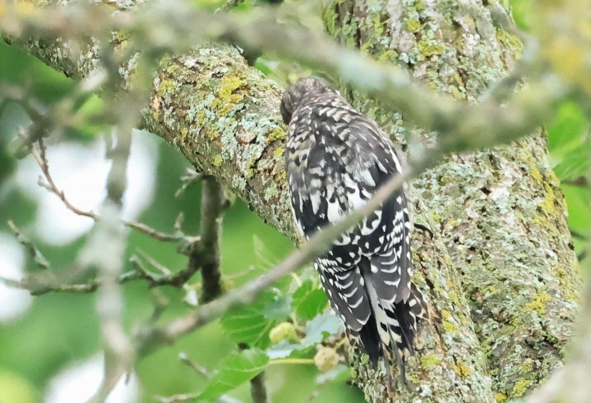 シルスイキツツキ - ML646161602