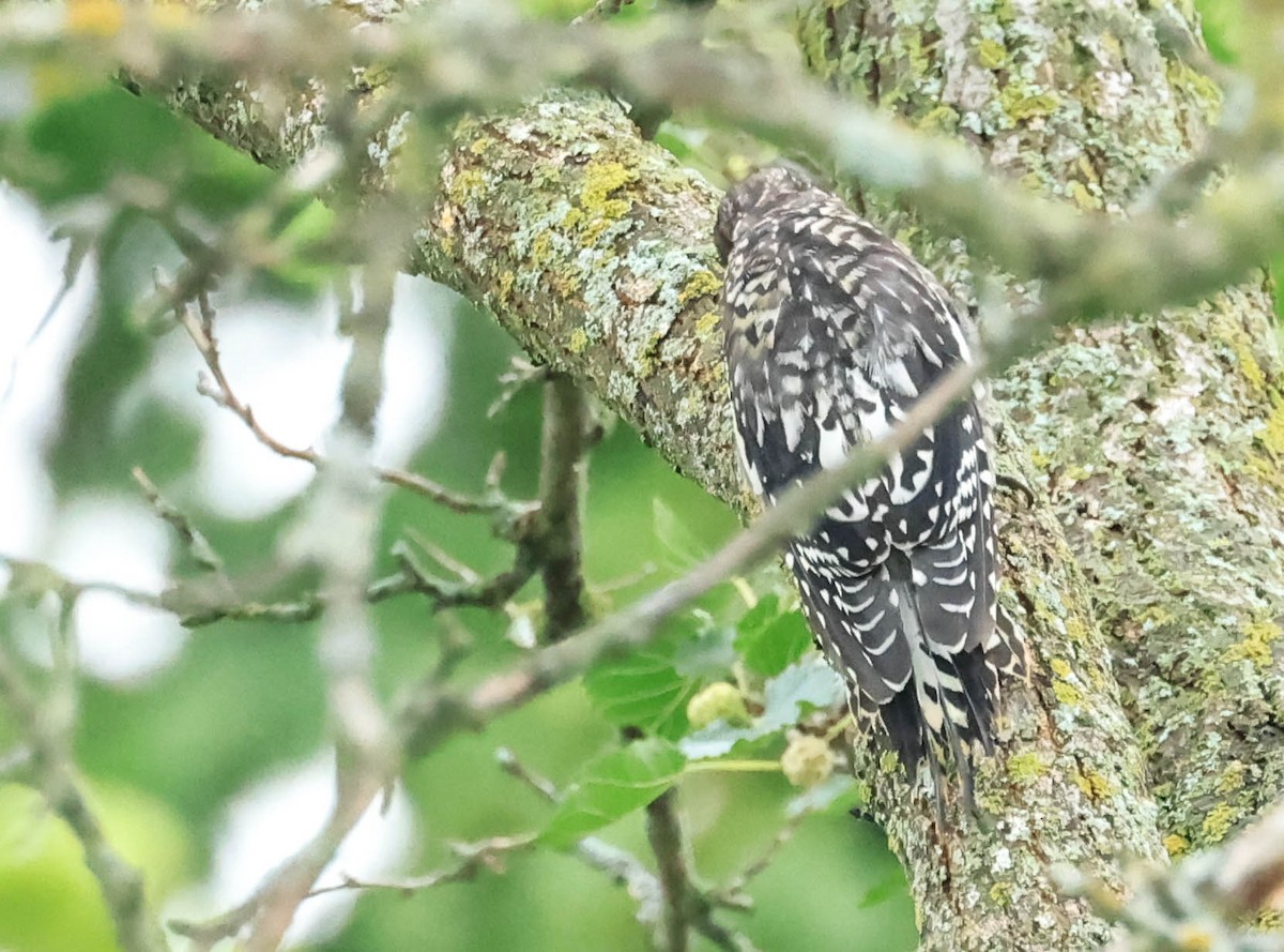 シルスイキツツキ - ML646161603