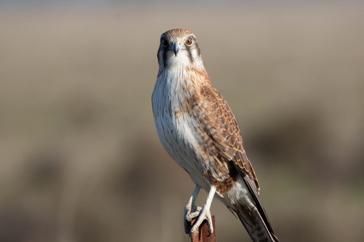 チャイロハヤブサ - ML646161609