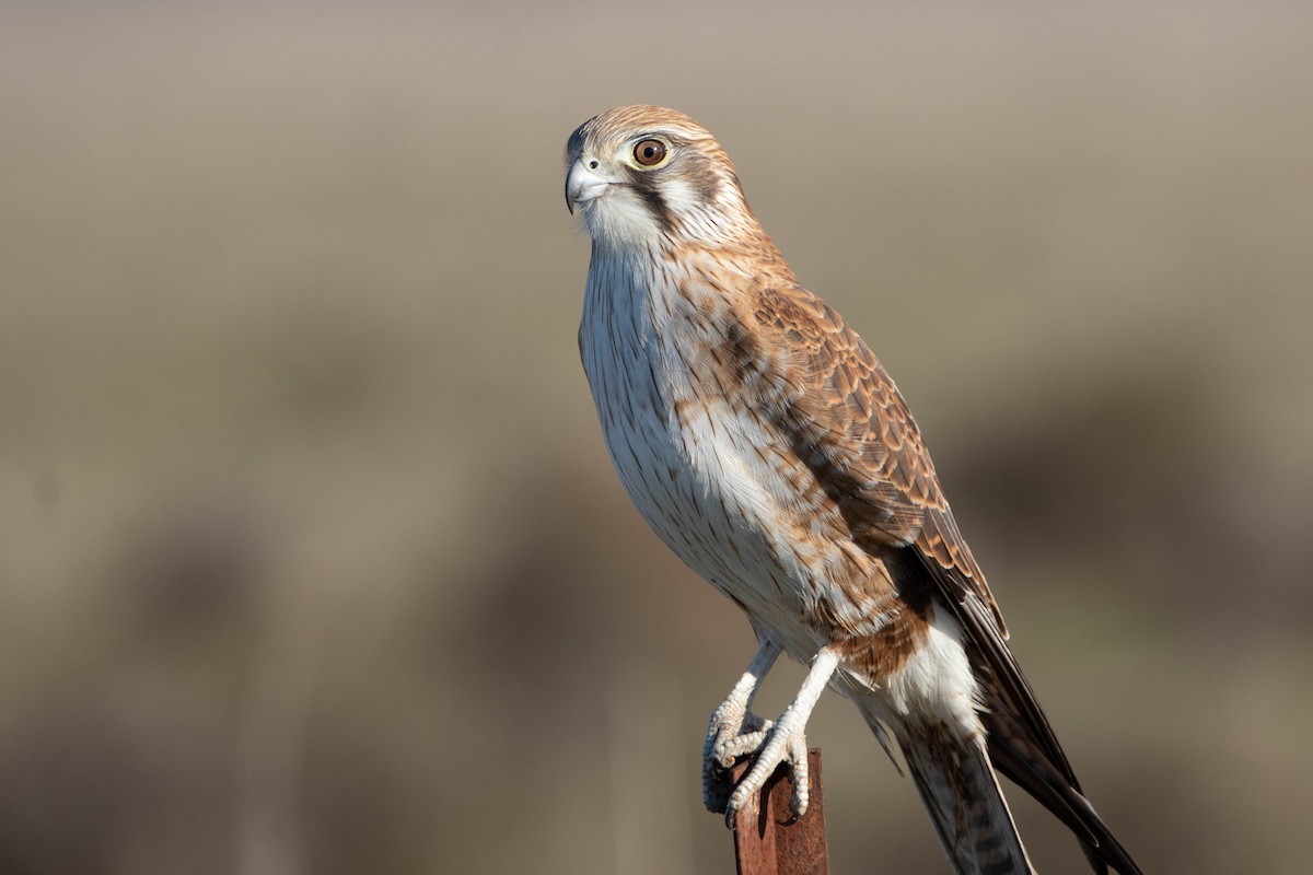 チャイロハヤブサ - ML646161610