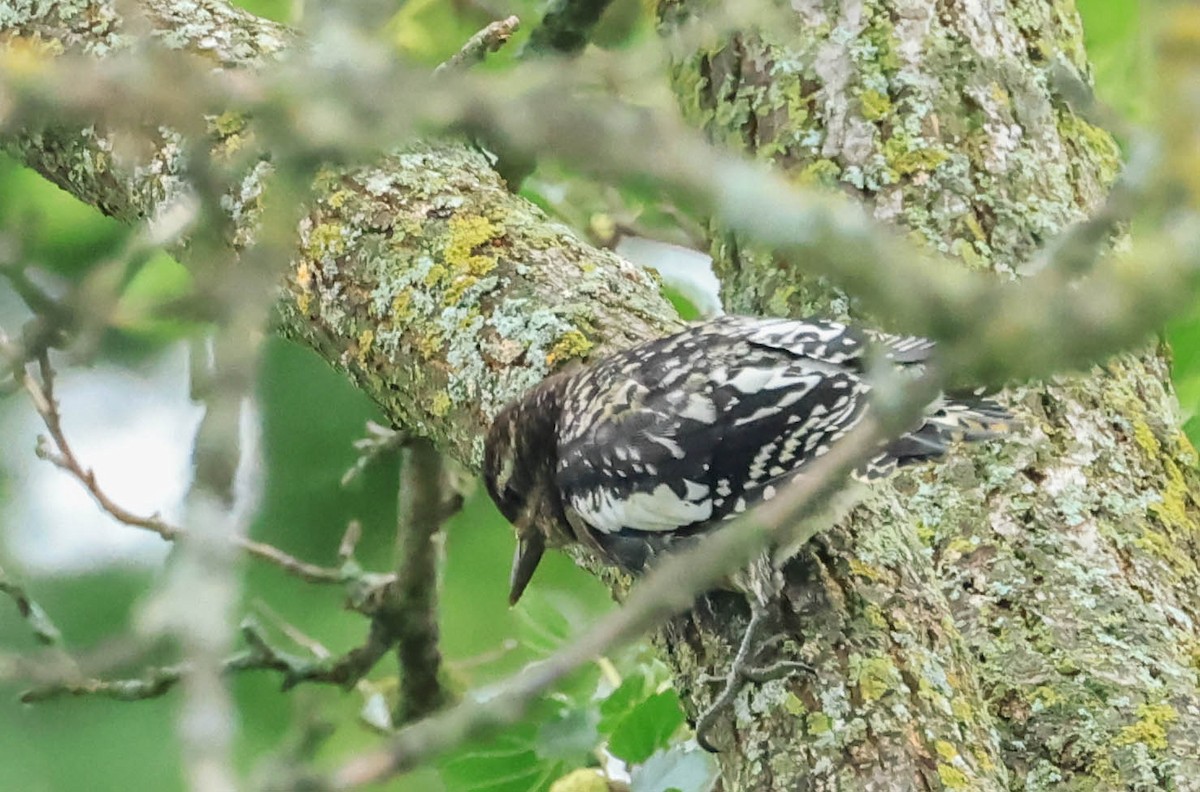 シルスイキツツキ - ML646161611