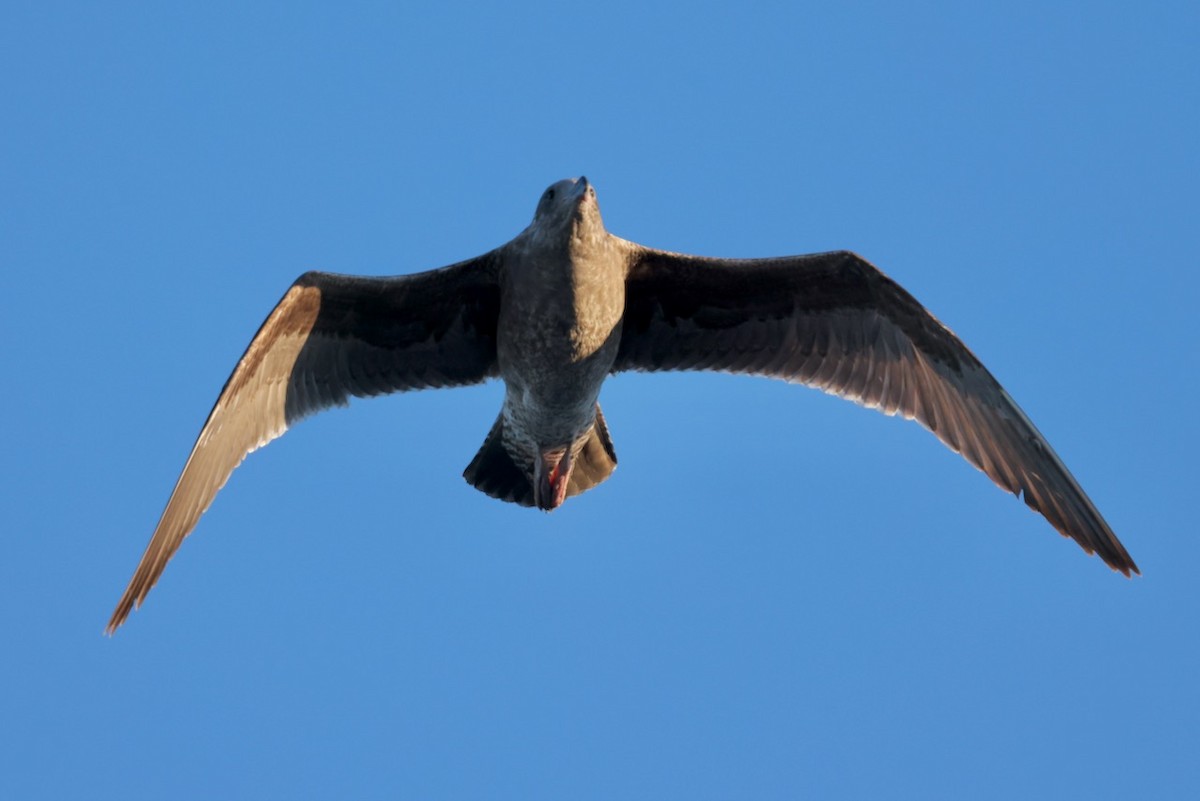 アメリカオオセグロカモメ - ML646161615