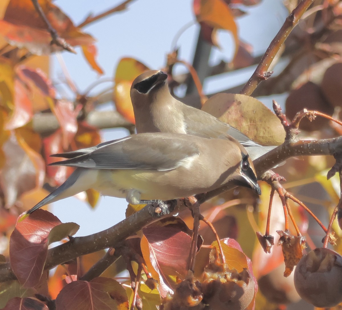 ヒメレンジャク - ML646161625