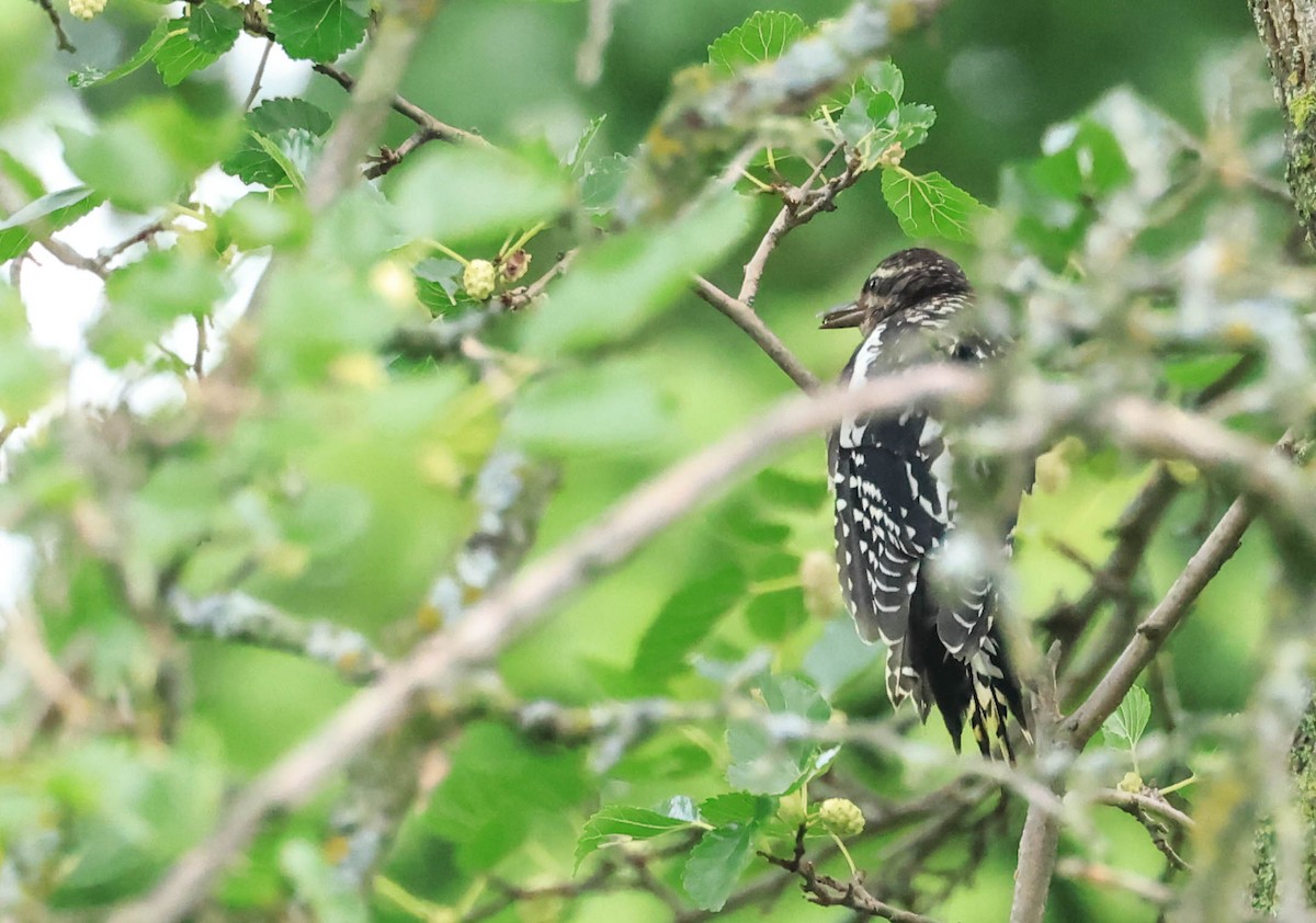 シルスイキツツキ - ML646161628