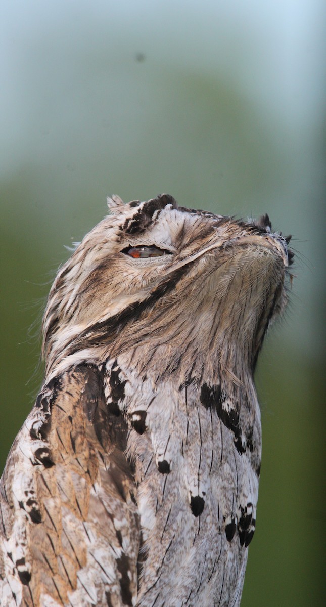 Northern Potoo - ML646161632