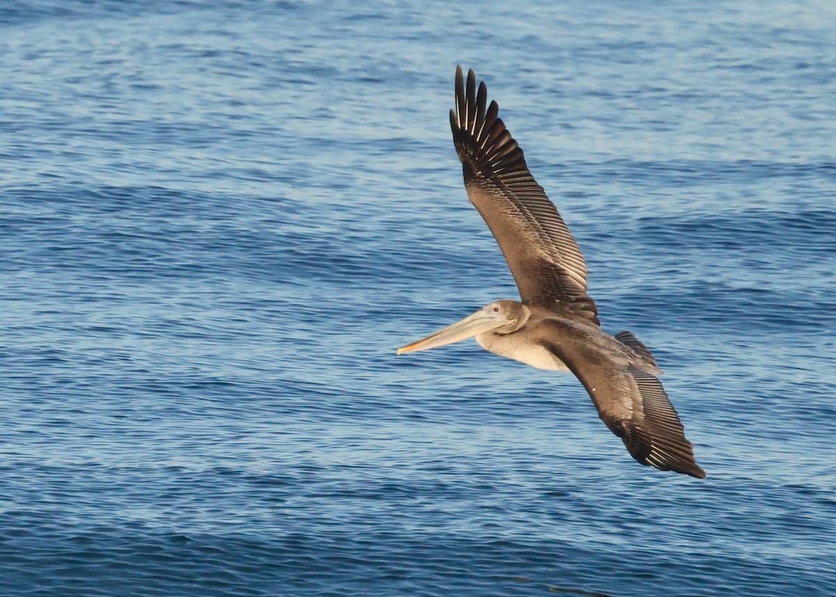 Brown Pelican (California) - ML646161634
