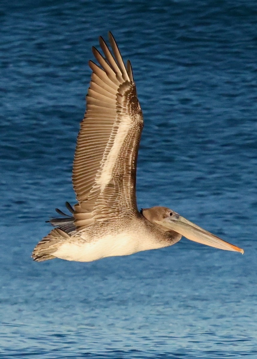 Brown Pelican (California) - ML646161635