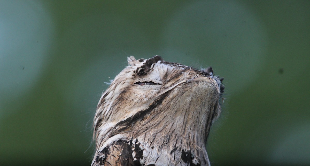 Northern Potoo - ML646161636