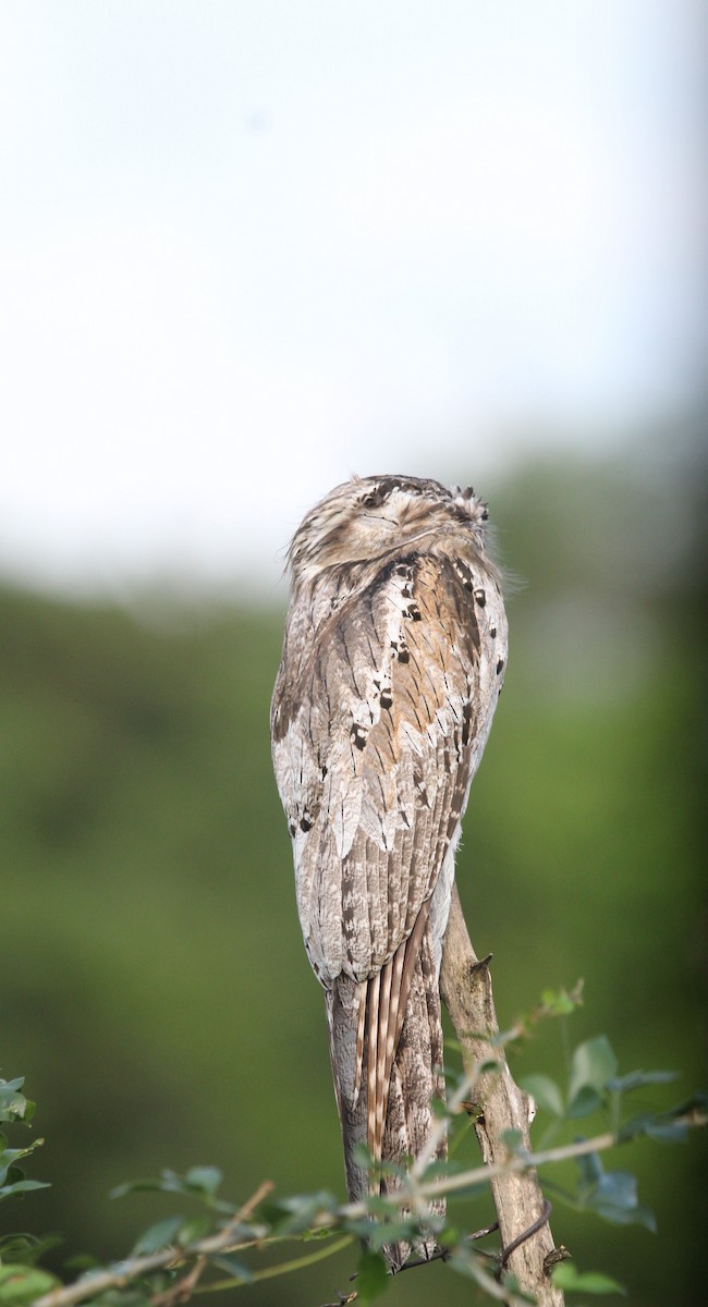 Northern Potoo - ML646161637