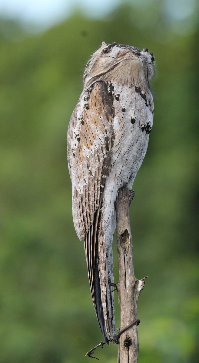 Northern Potoo - ML646161638