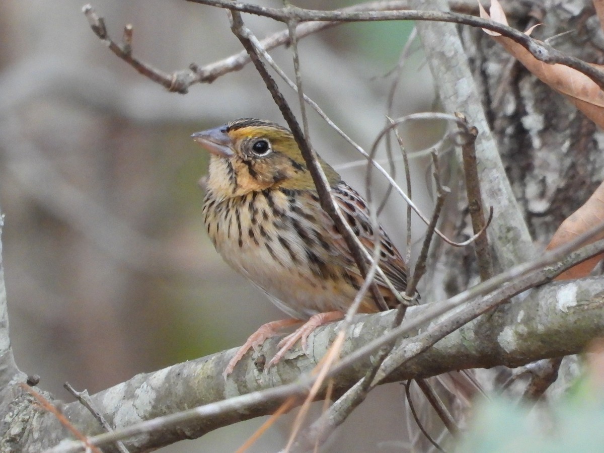 Henslow's Sparrow - ML646161641