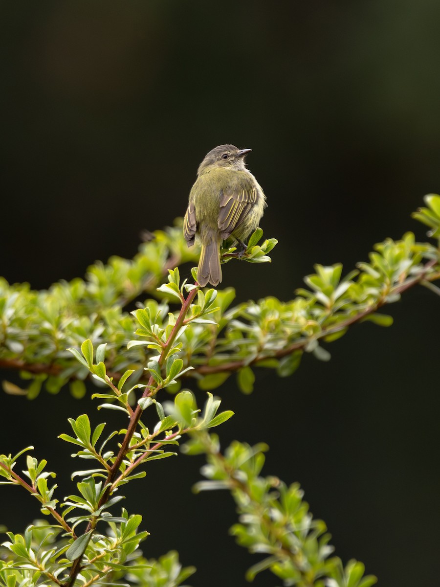 Mistletoe Tyrannulet - ML646161642