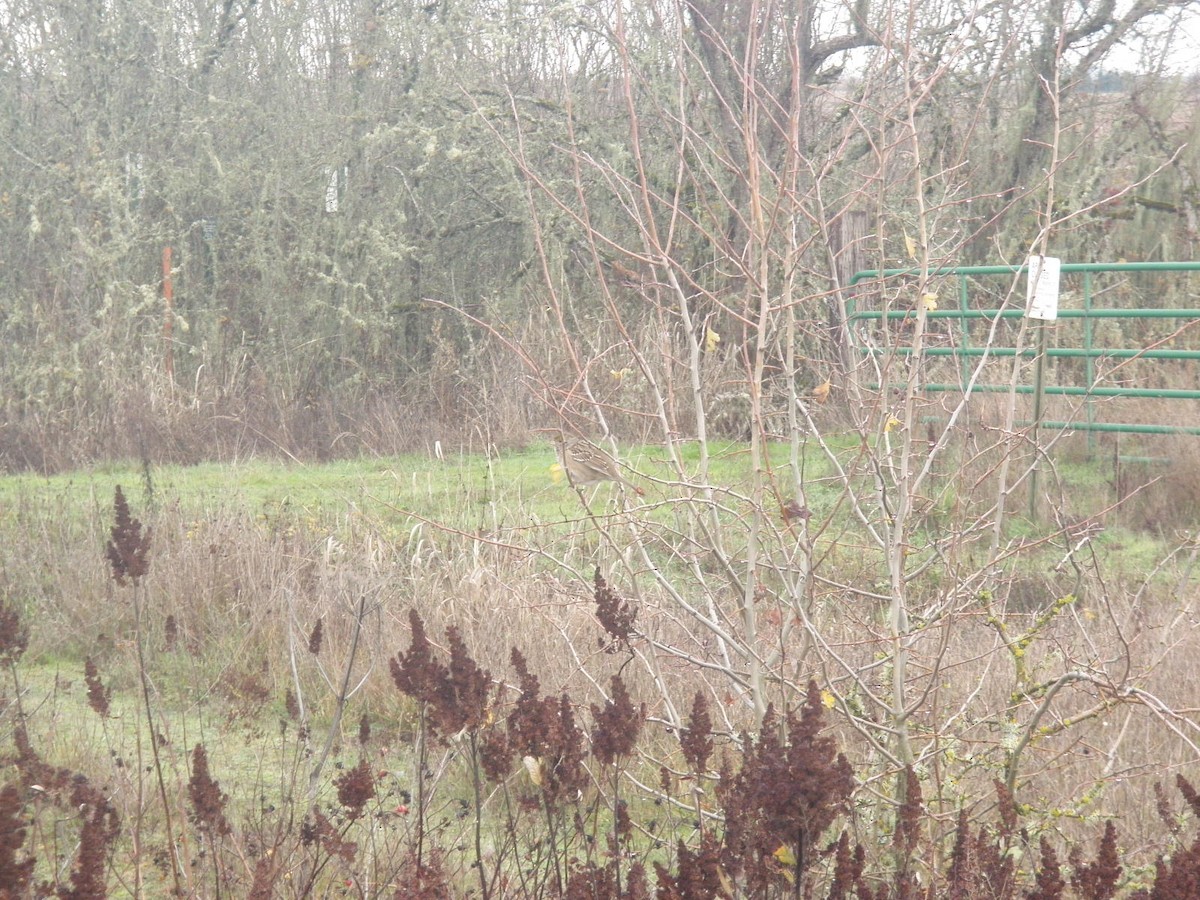 Golden-crowned Sparrow - ML646161644