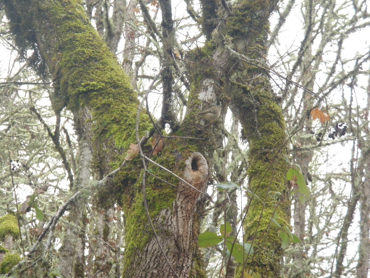 Ruby-crowned Kinglet - ML646161648