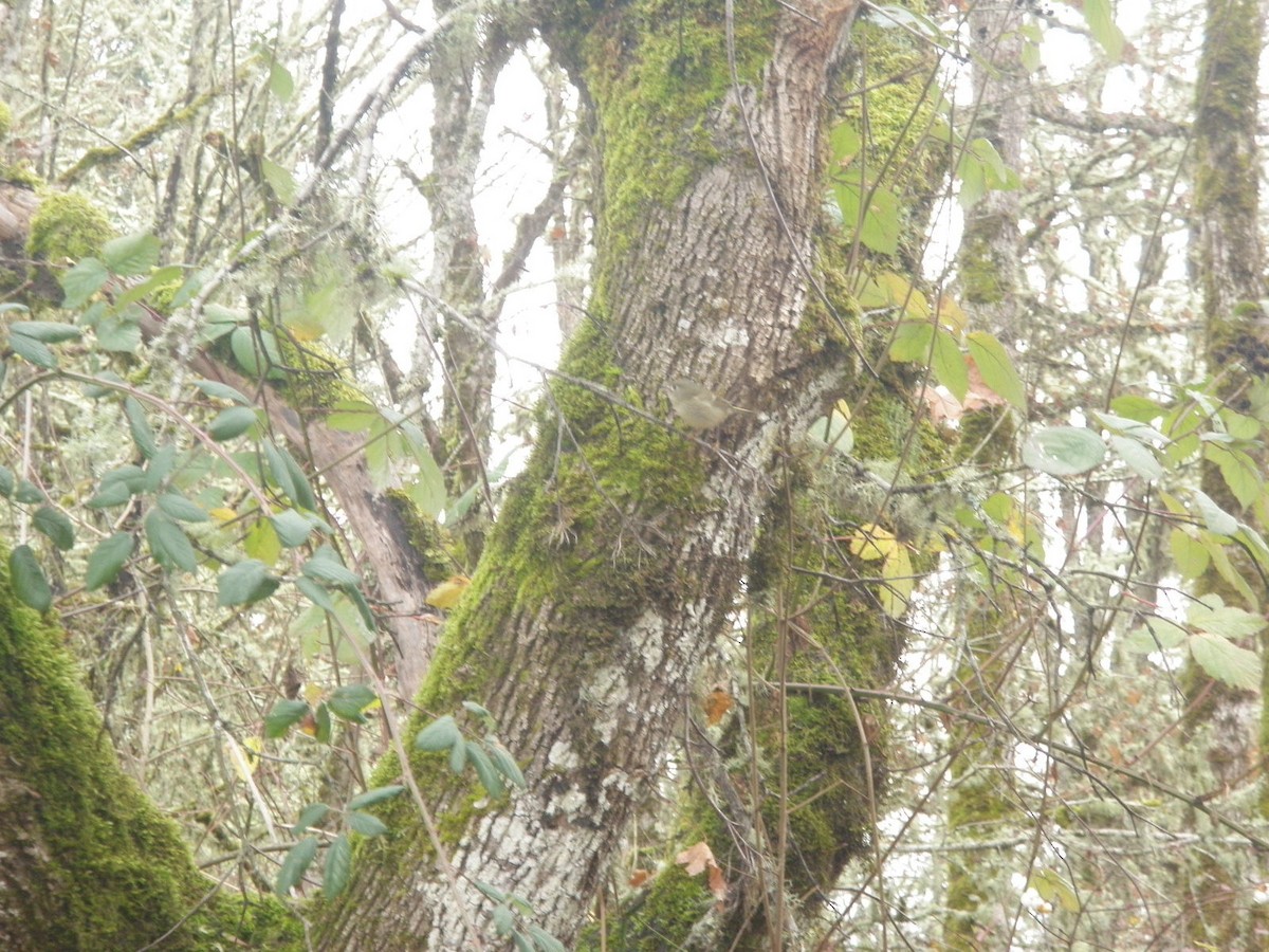 Ruby-crowned Kinglet - ML646161649