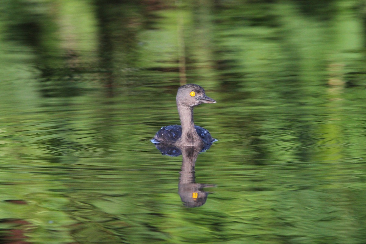 Least Grebe - ML646161650