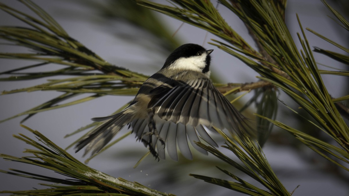 sýkora černohlavá - ML646161652