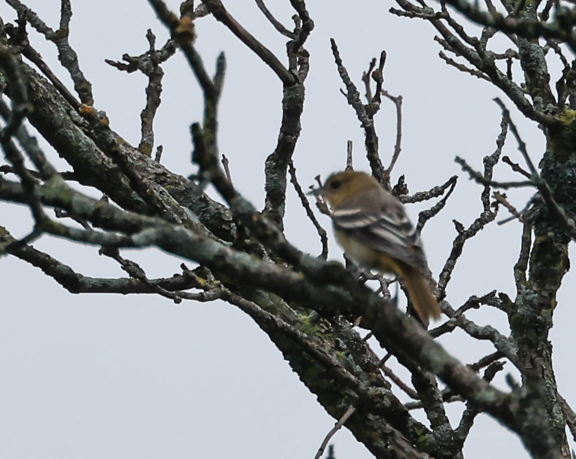 Балтиморский трупиал - ML646161657