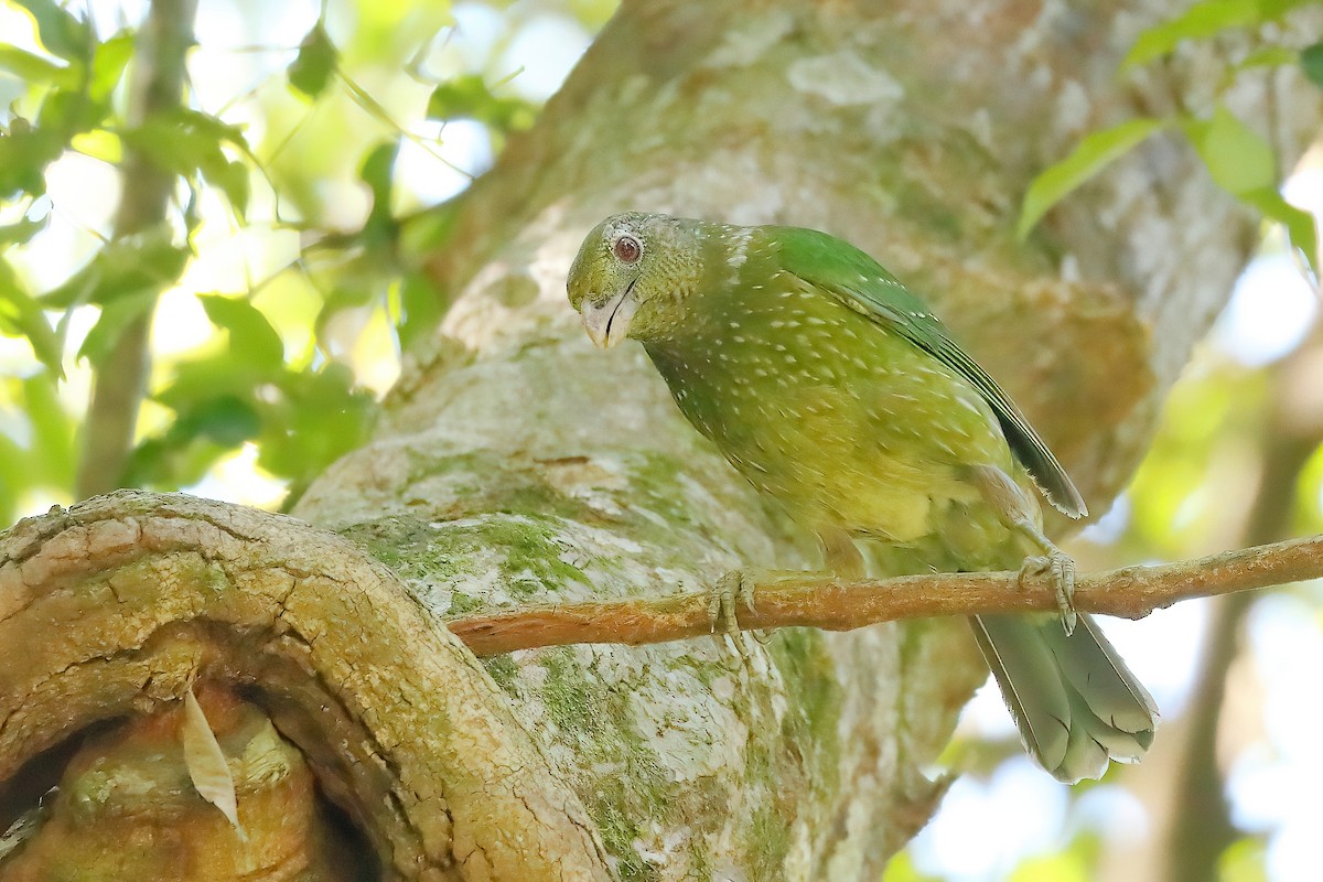 Green Catbird - ML646161658