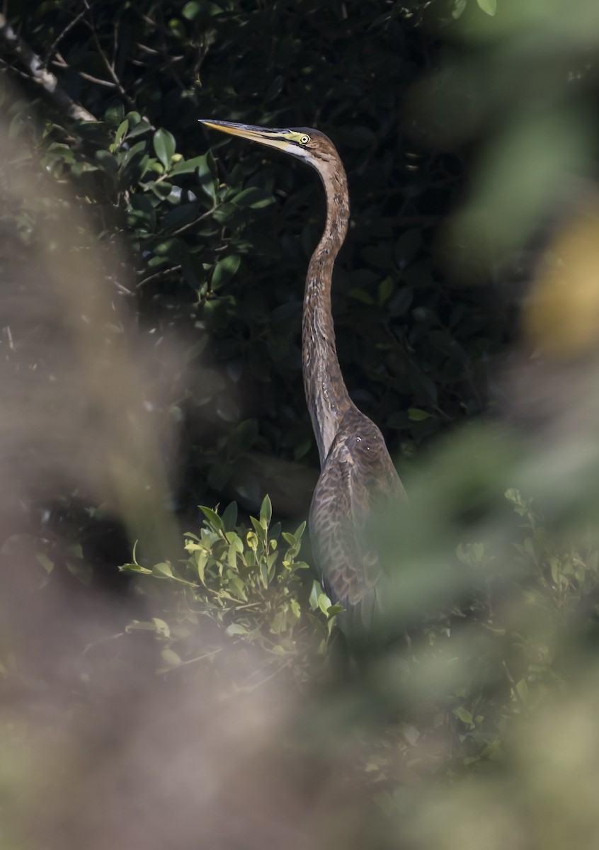 Purple Heron - ML646161660
